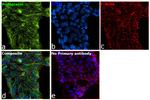 Podoplanin Antibody in Immunocytochemistry (ICC/IF)