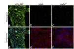 Podoplanin Antibody