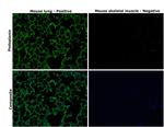 Podoplanin Antibody in Immunohistochemistry (Paraffin) (IHC (P))