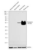 Podoplanin Antibody