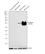 Podoplanin Antibody in Western Blot (WB)