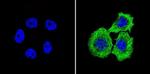 beta Tubulin Loading Control Antibody in Immunocytochemistry (ICC/IF)