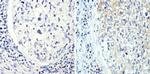 beta Tubulin Loading Control Antibody in Immunohistochemistry (Paraffin) (IHC (P))