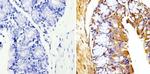 beta Tubulin Loading Control Antibody in Immunohistochemistry (Paraffin) (IHC (P))