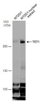 TET1 Antibody in Western Blot (WB)