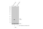 Claudin 1 Antibody in Western Blot (WB)