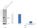 Cyclin D1 Antibody in Western Blot (WB)