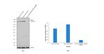 MSH6 Antibody in Western Blot (WB)