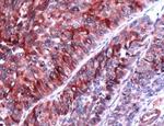 UPK3A Antibody in Immunohistochemistry (Paraffin) (IHC (P))