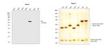 Human IgA Secondary Antibody in Western Blot (WB)