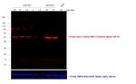 Mouse IgG2a (Heavy chain) Secondary Antibody in Western Blot (WB)