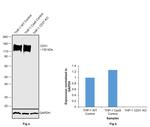 CD31 Antibody in Western Blot (WB)