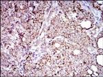 ALDH2 Antibody in Immunohistochemistry (Paraffin) (IHC (P))