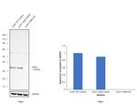 CDK2 Antibody in Western Blot (WB)