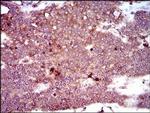 Dynactin 4 Antibody in Immunohistochemistry (Paraffin) (IHC (P))