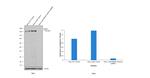 MSH6 Antibody in Western Blot (WB)