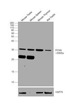 PCNA Antibody in Western Blot (WB)