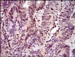 PCNA Antibody in Immunohistochemistry (Paraffin) (IHC (P))