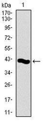 PCNA Antibody in Western Blot (WB)