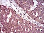 PIWIL4 Antibody in Immunohistochemistry (Paraffin) (IHC (P))