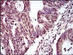 PIWIL4 Antibody in Immunohistochemistry (Paraffin) (IHC (P))