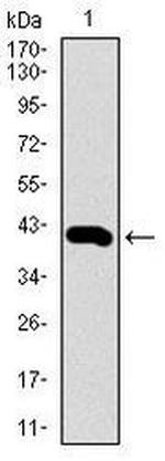 PIWIL4 Antibody in Western Blot (WB)