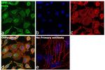 PPM1A Antibody in Immunocytochemistry (ICC/IF)