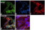 RUNX3 Antibody in Immunocytochemistry (ICC/IF)