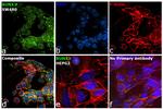 RUNX3 Antibody in Immunocytochemistry (ICC/IF)