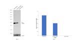 RUNX3 Antibody