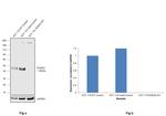 RUNX3 Antibody