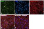 GLUT4 Antibody in Immunocytochemistry (ICC/IF)