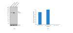 YAP1 Antibody in Western Blot (WB)