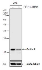 Cofilin Antibody