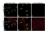 HMGB1 Antibody in Immunocytochemistry (ICC/IF)