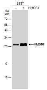 HMGB1 Antibody in Western Blot (WB)