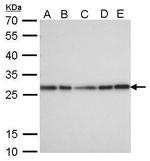 HMGB1 Antibody in Western Blot (WB)