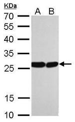 HMGB1 Antibody in Western Blot (WB)