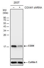 COX4 Antibody