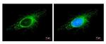 COX4 Antibody in Immunocytochemistry (ICC/IF)