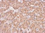 COX4 Antibody in Immunohistochemistry (Paraffin) (IHC (P))