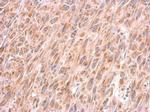 COX4 Antibody in Immunohistochemistry (Paraffin) (IHC (P))