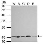 COX4 Antibody in Western Blot (WB)