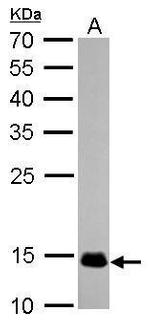 COX4 Antibody in Western Blot (WB)