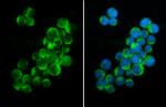 PEX19 Antibody in Immunocytochemistry (ICC/IF)