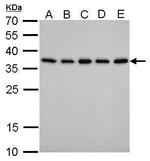 PEX19 Antibody in Western Blot (WB)