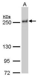 NuMA Antibody in Western Blot (WB)