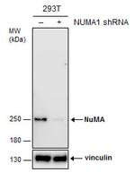 NuMA Antibody