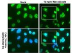 NuMA Antibody in Immunocytochemistry (ICC/IF)