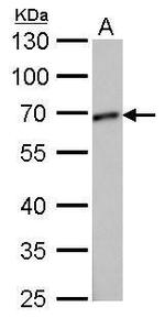 GCP4 Antibody in Western Blot (WB)